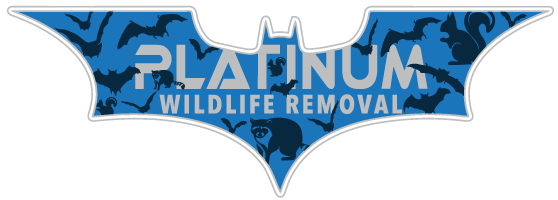 Albion Wildlife Control